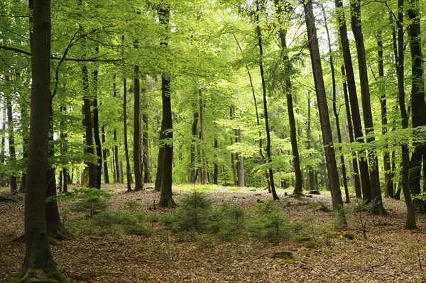 A sunlit forest with tall trees and vibrant green undergrowth, Bavaria
