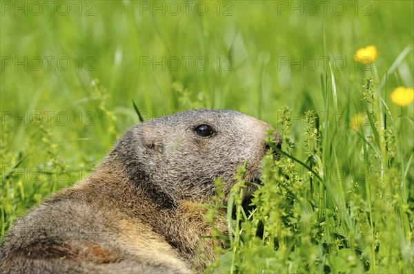 Close-up of an Alpine marmot (Marmota marmota) in a flowering meadow, Germany, Europe