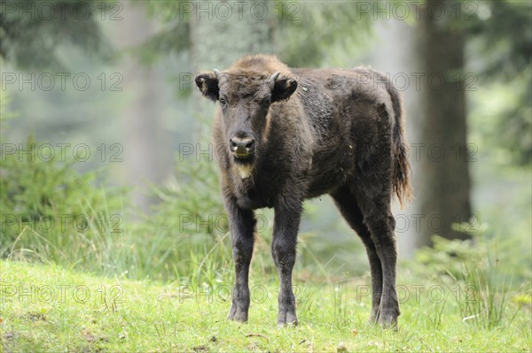 European bison (Bison bonasus) calf standing in a forest, Bavarian Forest National Park