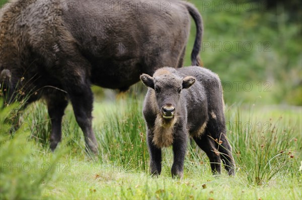 European bison (Bison bonasus) calf standing in a forest, Bavarian Forest National Park