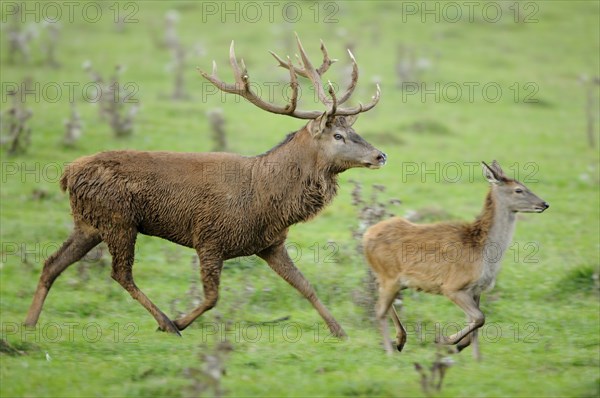 Red deer (Cervus elaphus) male running behind a doe in a forest clearing during the rutting season,