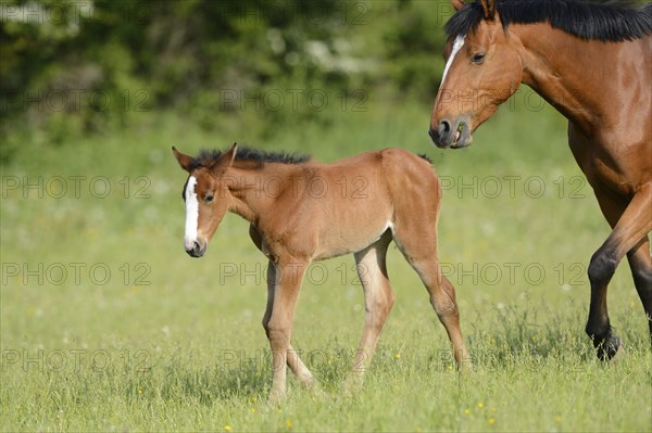 A foal and an adult horse Bavarian Warmblood on a green meadow, Bavaria