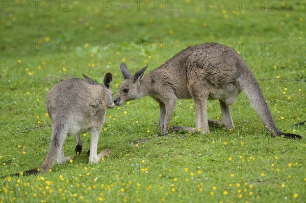 Two Eastern grey kangaroos (Macropus giganteus) kissing on a meadow on a rainy day
