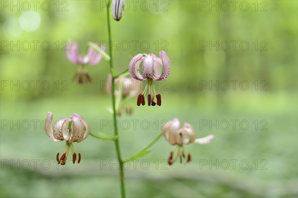 Close-up of a Martagon lily (Lilium martagon) flowering in a forest surrounded by green foliage,