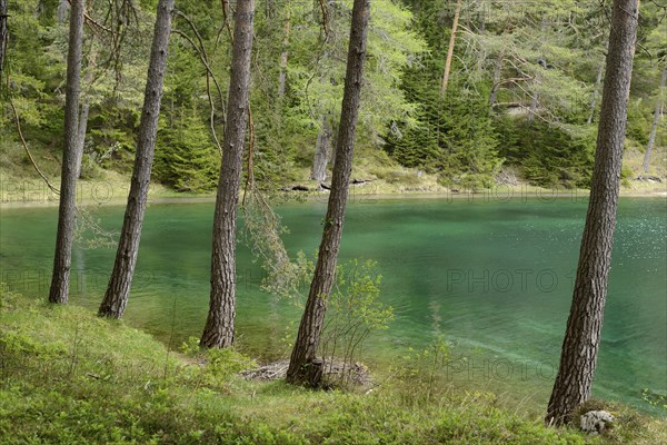 Several trees stand along the shore of a turquoise-blue lake, dense forest in the background,