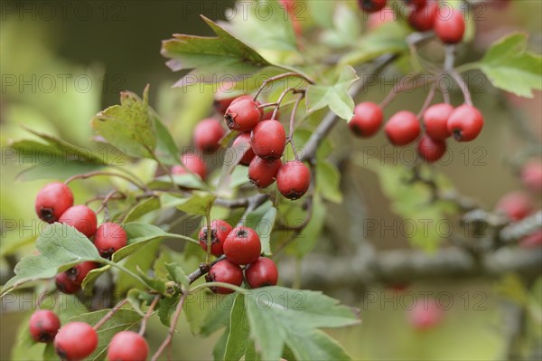 Common hawthorn (Crataegus monogyna) berries on a branch, Bavaria