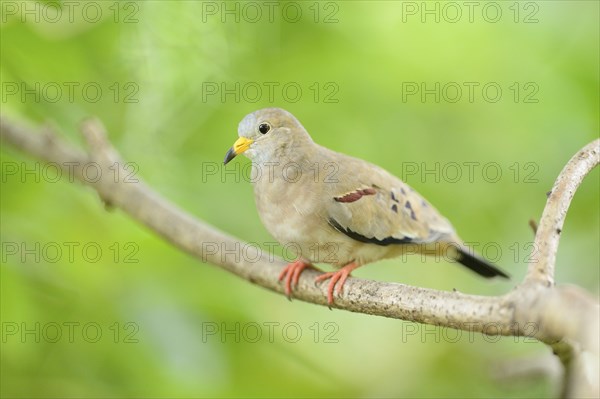 Close-up of a Croaking Ground Dove (Columbina cruziana) in a tropical house, Germany, Europe