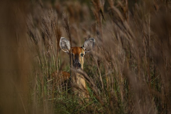 Marsh deer (Blastocerus dichotomous) Pantanal Brazil