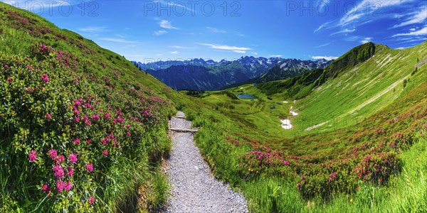Alpine rose blossom, panorama from the Fellhorn over the Schlappoldsee and mountain station of the