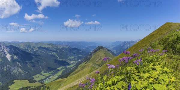 Alpendostyles (Adenostyles) and aconite (Aconitum napellus), on the Wildengundkopf, 2238m, Allgäu