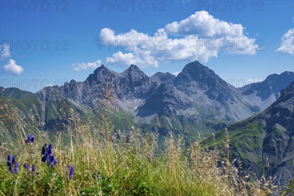 Monkshood, (Aconitum napellus), on the Wildengundkopf, 2238m, behind Grosser Krottenkopf, 2656m,
