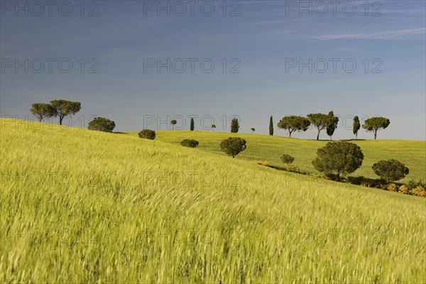 Landscape around San Quirico dOrcia, Val d'Orcia, Orcia Valley, UNESCO World Heritage Site,