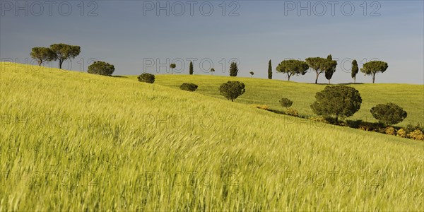 Landscape around San Quirico dOrcia, Val d'Orcia, Orcia Valley, UNESCO World Heritage Site,