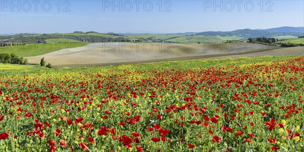 Landscape around San Quirico dOrcia, Val d'Orcia, Orcia Valley, UNESCO World Heritage Site,