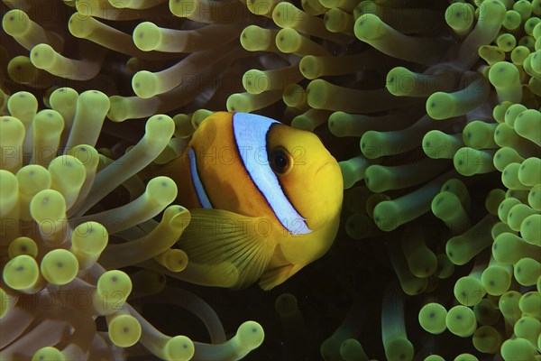 Red sea clownfish (Amphiprion bicinctus), clownfish hiding in a green sea anemone. Dive site