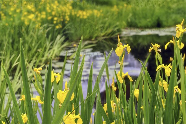 Beautiful yellow flag water irises Iris pseudoacorous surround a pond in the spring time