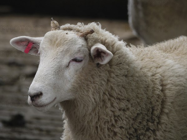 White sheep with ear tag and closed eyes, Borken, North Rhine-Westphalia, Germany, Europe