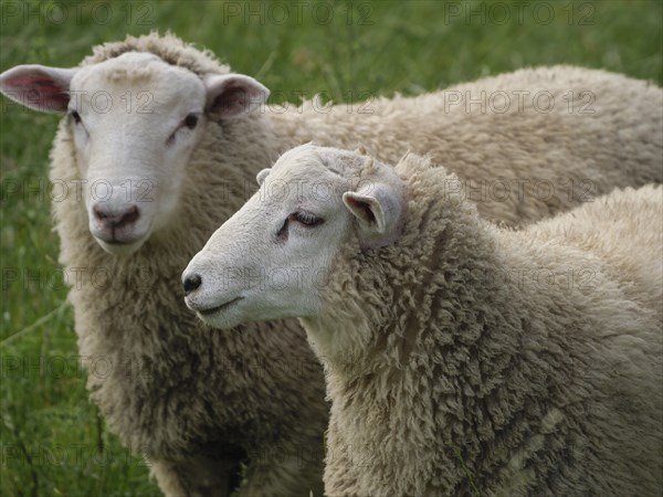 Two sheep with thick wool on a green field, Borken, North Rhine-Westphalia, Germany, Europe