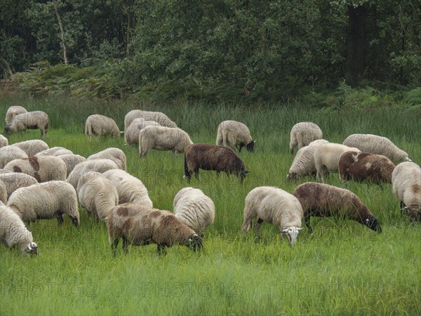 Sheep grazing peacefully on a green meadow in front of a dense forest background, haaksbergen, .