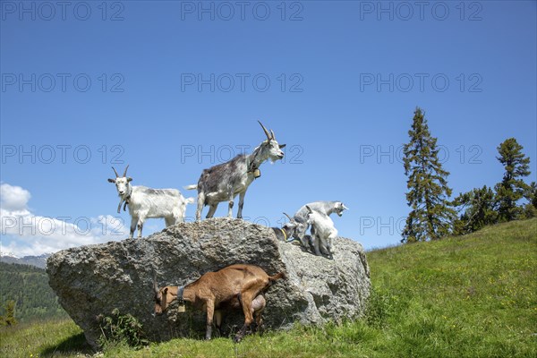 Goats on the Gschneier Alm, Pfundser Schey, Pfunds, Tyrolean Oberland, Austria, Europe