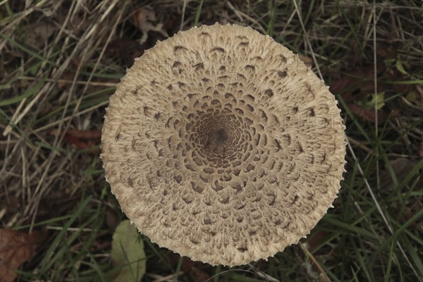 Giant umbrella mushroom, parasol mushroom