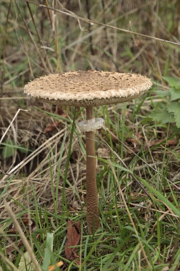 Giant umbrella mushroom, parasol mushroom