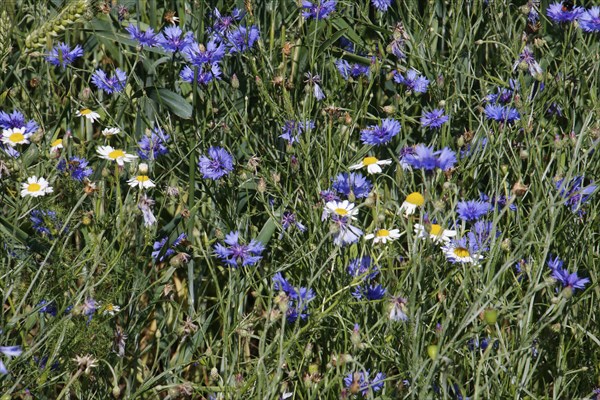 Cornflowers and camomile