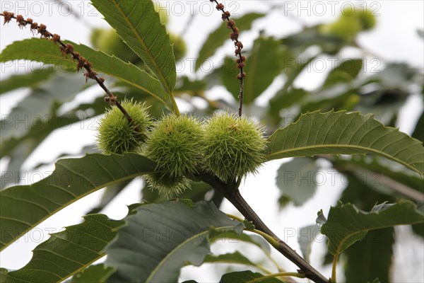 Fruits of the sweet chestnut