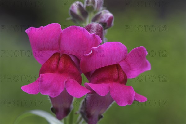 Snapdragon