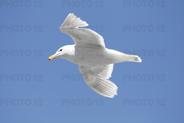 Glaucous winged gull, in flight