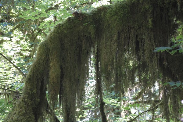 Mosses on a tree, Hoh Rain Forest WA