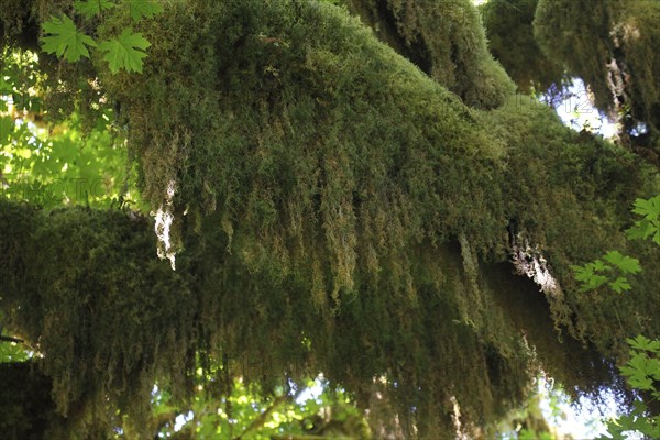 Mosses on a tree, Hoh Rain Forest WA