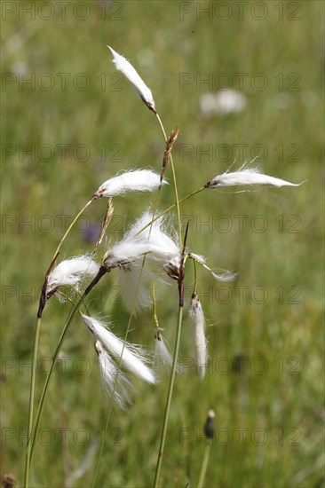Broad leaved cotton grass, eriophorum latifolium