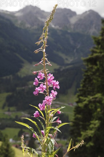 Woodland willowherb, epilobium angustifolium