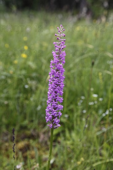 Gymnadenia conopsea, gymnadenia conopsea