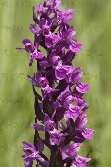 Stately orchid, orchis mascula