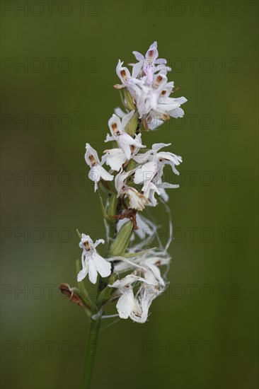 Moorland spotted orchid, white-flowered form, dactylorhiza maculata