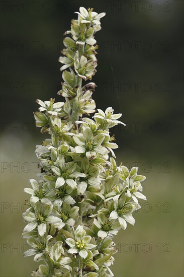 White False Helleborne, veratrum album
