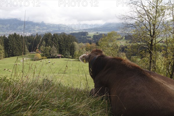 View of the Illertal with cow, Allgäu Braunvieh