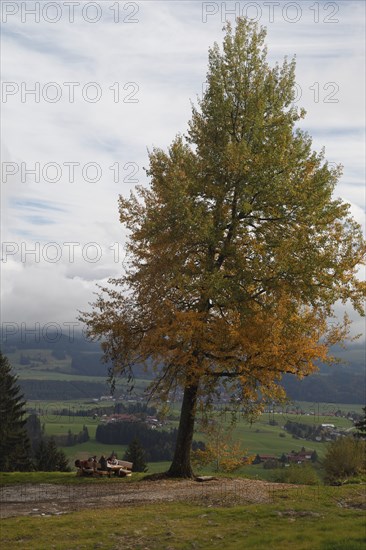 Hikers rest under an old tree in autumn colours