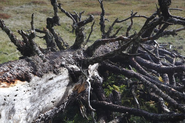 Fallen old tree on the Hornergruppe