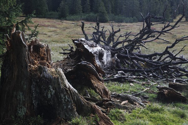 Fallen old tree on the Hornergruppe