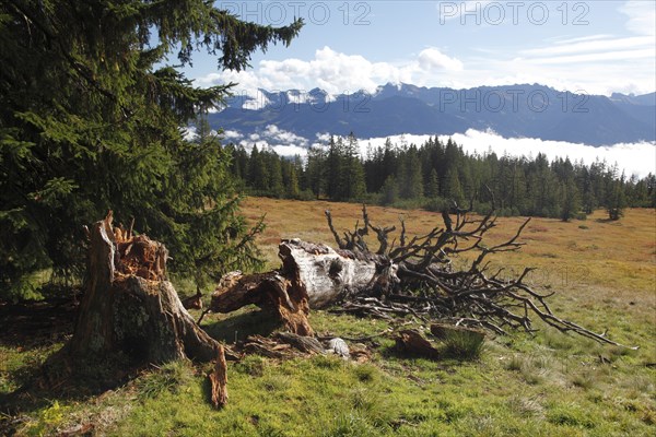 Fallen old tree on the Hornergruppe