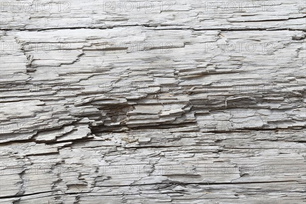 Driftwood on the Pacific coast