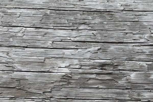 Driftwood on the Pacific coast