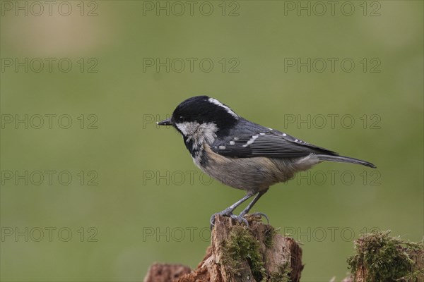 Fir tit