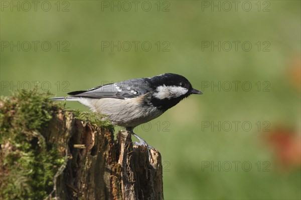 Fir tit