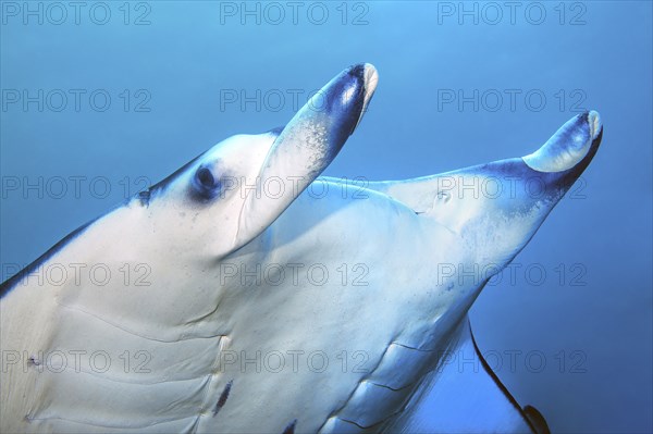 Close-up of head of manta ray (Manta) with rolled up head flaps, Indian Ocean, Pacific Ocean