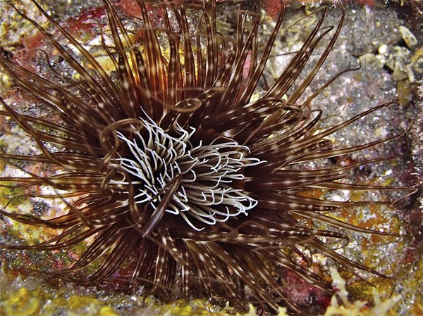 Colourful cylinder rose (Cerianthus membranaceus) with long tentacles on a reef. Dive site