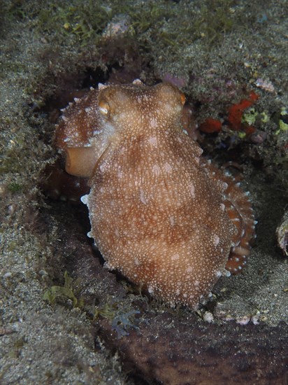 Portrait of Callistoctopus macropus (Callistoctopus octopus macropus) . Dive site El Cabron Marine